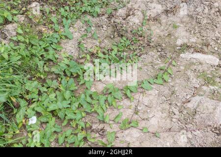 Weiße Blüten und Reben von Hedge Bindweed / Calystegia sepium, die um einen beschnittenen Feldrand führen. Lästige Ackerwoche in Großbritannien & alte Heilpflanze. Stockfoto