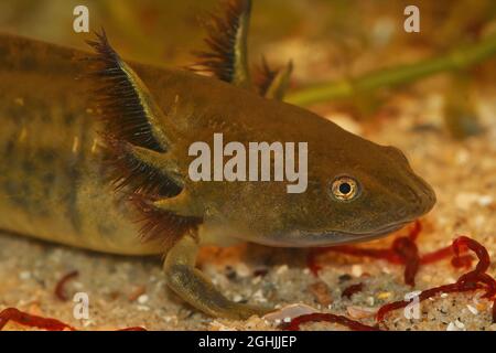 Nahaufnahme einer großen aquatischen Larve des barred Tiger Salamander, Ambystoma mavortium Stockfoto