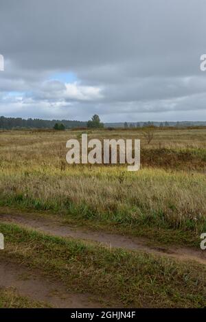 Eine malerische Landschaft. Ein Feld im Spätherbst mit Flächen von gemähtem Gras, das durch den kalten Herbst wieder aufgestiegen und gelb geworden ist. Stockfoto