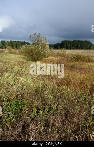 Eine malerische Landschaft. Ein Feld im Spätherbst mit Flächen von gemähtem Gras, das durch den kalten Herbst wieder aufgestiegen und gelb geworden ist. Stockfoto