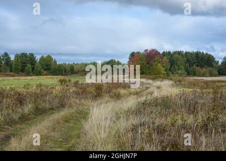 Eine malerische Landschaft. Eine Landstraße, die durch Felder mit Gräsern führt, die von der Herbstkälte vergilbt sind. Stockfoto