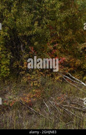 Eine malerische Landschaft. Getrocknete Stämme von gefallenen Weiden vor dem Hintergrund der hellen Farben des Laubs der Bäume im frühen Herbst. Der Zyklus von Stockfoto
