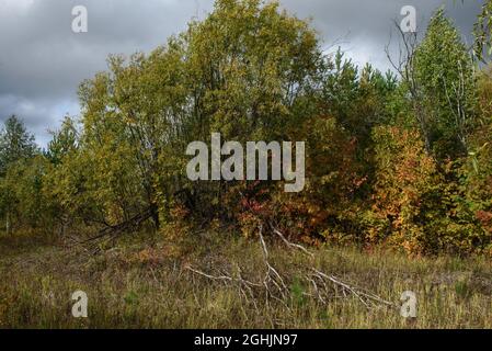 Eine malerische Landschaft. Getrocknete Stämme von gefallenen Weiden vor dem Hintergrund der hellen Farben des Laubs der Bäume im frühen Herbst. Der Zyklus von Stockfoto