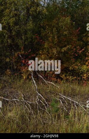 Eine malerische Landschaft. Getrocknete Stämme von gefallenen Weiden vor dem Hintergrund der hellen Farben des Laubs der Bäume im frühen Herbst. Der Zyklus von Stockfoto