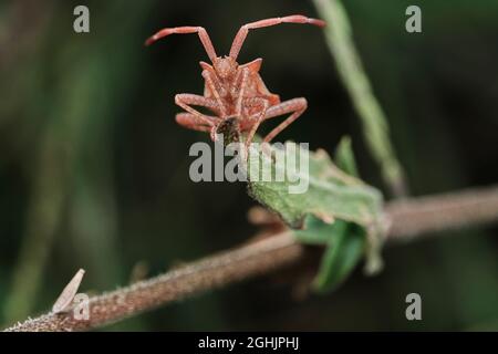 Dock Bug Nymph (Coreus marginatus) Stockfoto