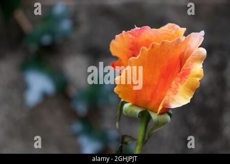 Einzelne orangene Rose selektiver Fokus Stockfoto