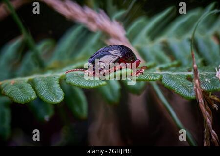 Weibliche Rhinozerozocken auf Farn Stockfoto