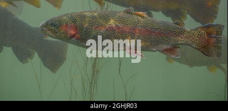 Farbenfrohe Regenbogenforelle in der Fischzuchtanlage D.C. Booth im Spearfish City Campground von Spearfish, South Dakota Stockfoto