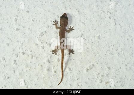 Junge Gecko Kletterwand in Mittelamerika, Guatemala, Gekkonidae Stockfoto