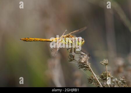 Nahaufnahme einer weiblichen Vagrant-Darter-Libelle, Sympetrum vulgatum Stockfoto