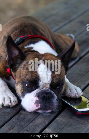 Trauriger Hund boston Terrier gelangweilt und mit dem Telefon liegend Stockfoto