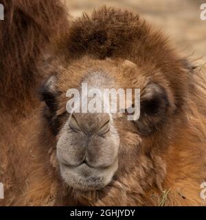 Bactrian Camel Close Up, 2021 Stockfoto