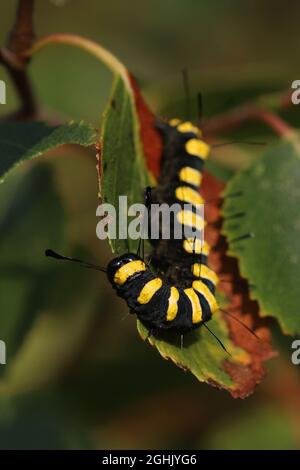 Eine bunte Larve (Raupe) der Aldermamotte (Acronicta alni), die sich von einem Birkenblatt (Betula sp) in Hunterston in Ayrshire, Schottland ernährt. Stockfoto