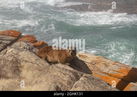 Kap hyrax (Procavia capensis) oder Dassie auf felsigen Ausbissen am Meer an der Mündung des Storms River im Tsitsikama National Park, Western Cape, Südafrika. Stockfoto