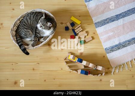 Draufsicht lustige kleine Katze, die im Strohkorb auf dem Boden im Kinderzimmer liegt, Holzblöcke, Spielzeug Stockfoto