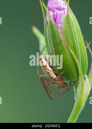 Attraktive junge, langkieferige Reichspinne, Tetragnatha versicolor, versteckt unter einer Blütenknospe Stockfoto
