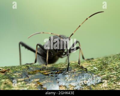 P9050027 Nahaufnahme eines erwachsenen maskierten Jägers (Reduvius personatus), der mit seinem Proboscis CECP 2021 an baumsaft ernährt Stockfoto