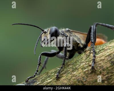 Nahaufnahme einer weiblichen Fadenwaspe (Sphex lucae), die auf einem Ast ruht. Die Männchen dieser Art sind völlig schwarz, die Weibchen sind schwarz wi Stockfoto