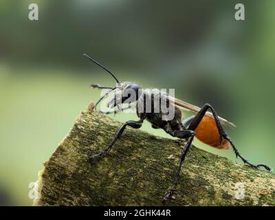 Seitenansicht einer weiblichen Fadenwaspe (Sphex lucae). Die Männchen dieser Art sind völlig schwarz, die Weibchen sind schwarz mit einem orangefarbenen Bauch Stockfoto