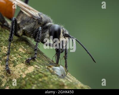 Nahaufnahme einer weiblichen Fadenwaspe (Sphex lucae), die aus einem Tropfen Wasser trinkt. Die Männchen dieser Art sind völlig schwarz, die Weibchen sind bla Stockfoto