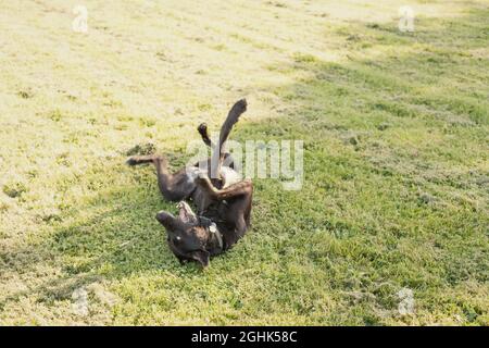 Fröhlicher schwarzer Hund, der in frisch geschnittenem Gras herumrollt. Stockfoto