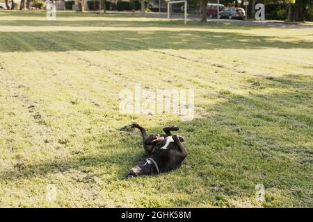 Fröhlicher schwarzer Hund, der in frisch geschnittenem Gras herumrollt. Stockfoto