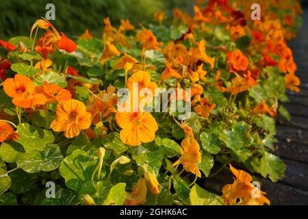 Tropaeolum majus, der Garten Kapuzinerkresse, Kapuzinerkresse, indische Kresse oder Mönchskresse, ist eine blühende Pflanze aus der Familie der Tropeolaceae, Stockfoto