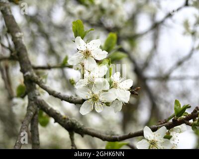 Nahaufnahme der weißen Kirschblüten, die an einem düsteren Tag wachsen Stockfoto