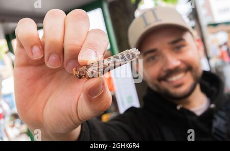 Hannover, Deutschland. August 2021. Michael Blautzik von Bugoo zeigt eine Heuschrecke, die Insekten zum Verzehr auf dem Linden-Markt verkauft. (Zu dpa-KORR: „am Tisch sind die Heuschrecken bereit: Würdest du Insekten essen?“) Quelle: Julian Stratenschulte/dpa/Alamy Live News Stockfoto