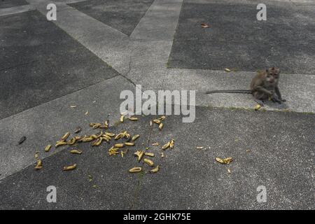 Badung, Bali, Indonesien. September 2021. Ein Affe frisst Bananen. Sangeh Monkey Forest eröffnet Spende, um zu helfen, etwa 600 gebietsansässige Affen von Langschwanzmakaken (Macaca fascicularis) zu füttern. Während der Umsetzung von Covid-19 Emergency Community Activities Restriction (PPKM) in Indonesien musste der Affenwald von Sangemh aus dem Tourismus geschlossen werden und hat Auswirkungen auf die sinkenden Kosten für die Affenfütterung, die etwa 500.000 IDR (35 USD) pro Tag kosten. (Bild: © Dicky BisinglasiZUMA Press Wire) Stockfoto