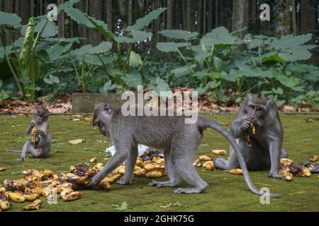 Badung, Bali, Indonesien. September 2021. Affen essen Bananen. Sangeh Monkey Forest eröffnet Spende, um zu helfen, etwa 600 gebietsansässige Affen von Langschwanzmakaken (Macaca fascicularis) zu füttern. Während der Umsetzung von Covid-19 Emergency Community Activities Restriction (PPKM) in Indonesien musste der Affenwald von Sangemh aus dem Tourismus geschlossen werden und hat Auswirkungen auf die sinkenden Kosten für die Affenfütterung, die etwa 500.000 IDR (35 USD) pro Tag kosten. (Bild: © Dicky BisinglasiZUMA Press Wire) Stockfoto