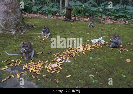 Badung, Bali, Indonesien. September 2021. Affen essen Bananen. Sangeh Monkey Forest eröffnet Spende, um zu helfen, etwa 600 gebietsansässige Affen von Langschwanzmakaken (Macaca fascicularis) zu füttern. Während der Umsetzung von Covid-19 Emergency Community Activities Restriction (PPKM) in Indonesien musste der Affenwald von Sangemh aus dem Tourismus geschlossen werden und hat Auswirkungen auf die sinkenden Kosten für die Affenfütterung, die etwa 500.000 IDR (35 USD) pro Tag kosten. (Bild: © Dicky BisinglasiZUMA Press Wire) Stockfoto