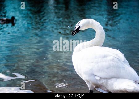 Schneeweißer Schwan an einem Ufer, der den Kopf vom Wasser schüttelt, männliche Stockente im Hintergrund Stockfoto