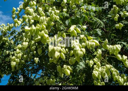 Goldener Regenbaum oder Stolz Indiens, Koelreuteria paniculata in Blüte und Frucht. Stockfoto