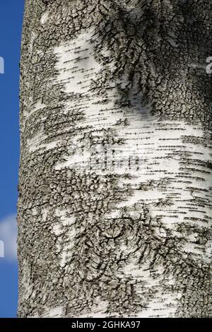 Alter Populus-Alba-Baum mit schwärzlicher und rissiger Rinde vor dem Sommerhimmel Stockfoto