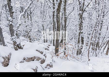 Winter Buchenwald Januar. Schneebedeckte Bäume im Wald. Schöne fabelhafte Winter Hintergrund. Fahren Sie bergauf durch große Schneeverwehungen. Atmosphäre Stockfoto