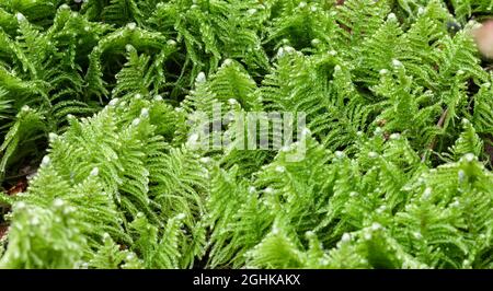 Feder-Moos (Ptilium Crista-Castrensis) Stockfoto