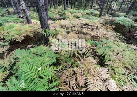 Gemeinsamen Adlerfarn (Pteridium Aquilinum) Stockfoto