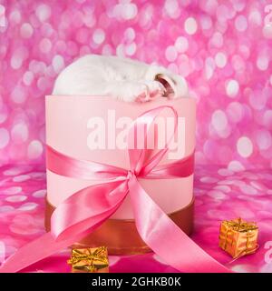 Niedlicher Jack russel Terrier Welpe in einem rosa Geschenk-Box Stockfoto
