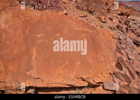 Ort der antiken Petroglyphen. Geschnitzt mit Giraffen, Pferden und anderen Tieren. Der versteinerte Wald und das Weltkulturerbe Twyfelfontein (ǀUi-ǁA Stockfoto