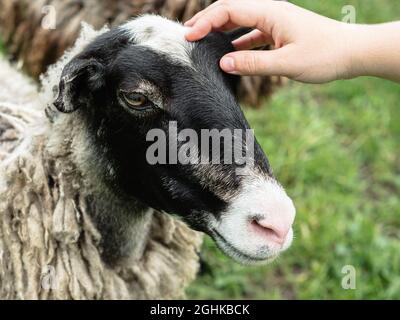 Nahaufnahme der Hand einer Frau, die den Kopf eines Schafes streichelte. Grün verschwommenes Gras im Hintergrund. Eine Alm. Tierische Liebe und Pflege Konzept Stockfoto
