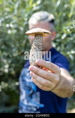 Ein Mann hält einen Steinpilz in der Hand. Saisonales Pilzsammeln. Vegetarische Bio-Wildgerichte. Suche und Sammlung von essbaren Pilzen im Wald. Stockfoto