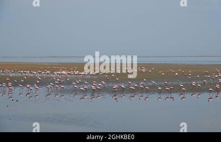 Abends füttern oder ruhen sich in der Lagune Flamingos aus. Spezielles Sanddünengelände. Herden von Flamingos (Flamingos). Walvis Bay (Wal Stockfoto