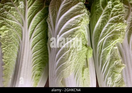 Frischer Nappakohl oder Chinakohl (Brassica pekinensis) Stockfoto