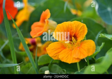 Nahaufnahme von leuchtend orangefarbenen Kapuzinerkresse- oder tropeolum-Majus-Blumen im Garten. Selektiver Fokus Stockfoto