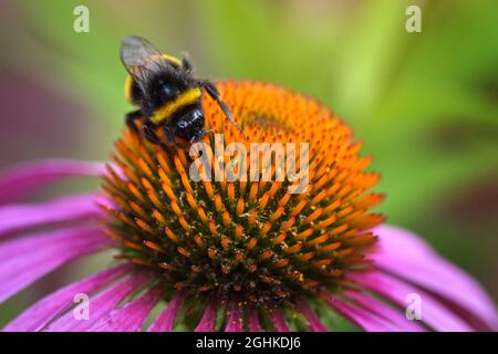Honigbiene auf der Echinacea purpurea Blume, Honigbiene bestäubt, selektiver Fokus Stockfoto