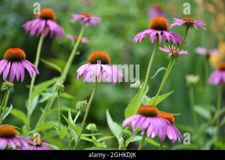 Echinacea blüht (Echinacea purpurea) im Garten Stockfoto