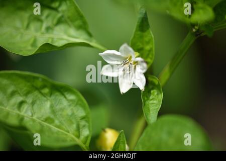 Blume bell pepper unter grüne Blätter im Garten Stockfoto