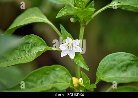 Blühender Paprika zwischen grünen Blättern im Garten Stockfoto