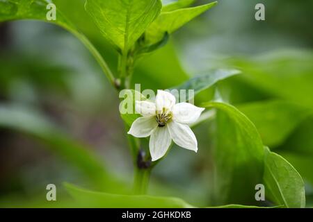 Blume bell pepper unter grüne Blätter im Garten Stockfoto